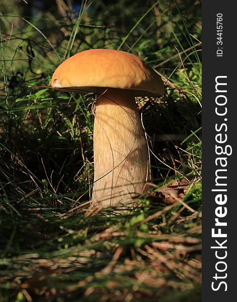 Red cap mushroom