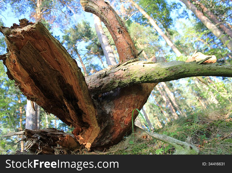 In the forest lies the old rotten fallen tree