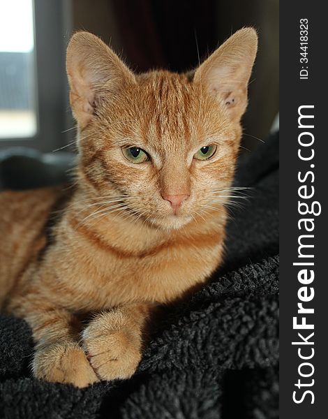 A close up portrait of a mature, orange tabby cat with big green eyes. A close up portrait of a mature, orange tabby cat with big green eyes