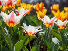 Tulips Stock Photos Tulips Stock Photos