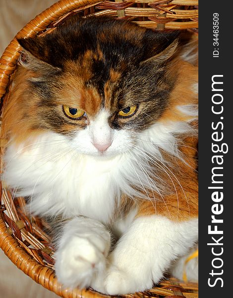 Cute tricolor cat is resting in a basket. Cute tricolor cat is resting in a basket