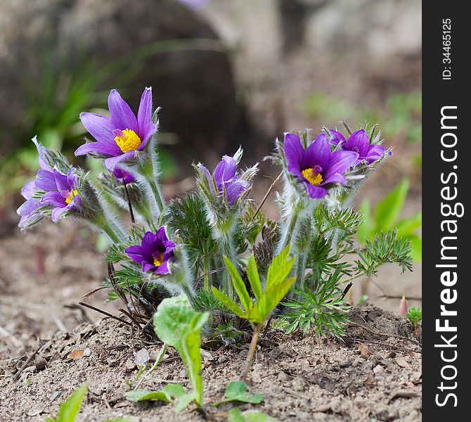 Prairie Crocus, spring pasque flower. Prairie Crocus, spring pasque flower