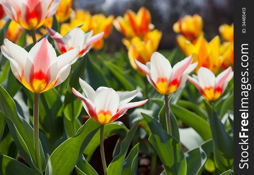 White and yellow tulips on flower bed