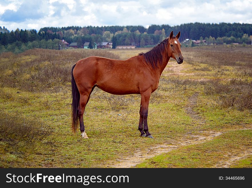 Horse grazing in a herd in the open. Fresh grass and water, clean place Kimrsky area