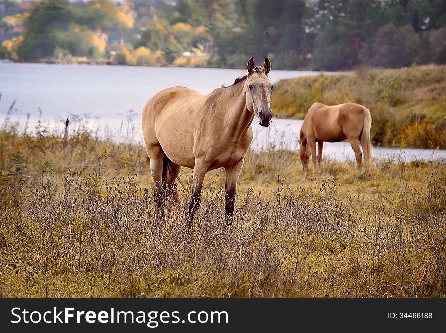 Horse grazing in a herd in the open. Fresh grass and water, clean place Kimrsky area