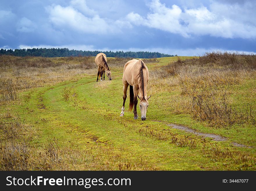 Horse grazing in a herd in the open. Fresh grass and water, clean place Kimrsky area