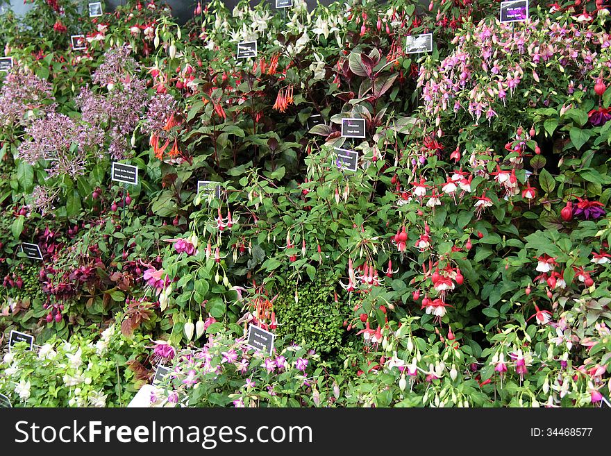 A Colourful Display of Fuchsia Plants with Flowers. A Colourful Display of Fuchsia Plants with Flowers.