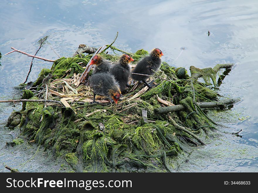 Four Baby Coot Chicks Standing on the Nest. Four Baby Coot Chicks Standing on the Nest.