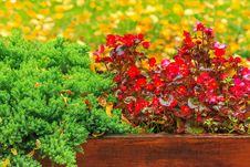 Wet Red Flowers And Conifer In The Box On A Foliage Background Royalty Free Stock Images Wet Red Flowers And Conifer In The Box On A Foliage Background Royalty Free Stock Images