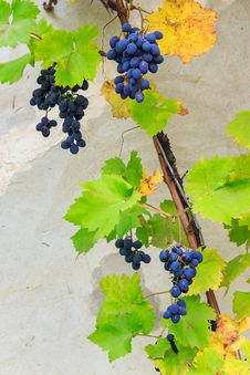 Fine Sweet Grapes In Leaves On A Wall Background Stock Image Fine Sweet Grapes In Leaves On A Wall Background Stock Image