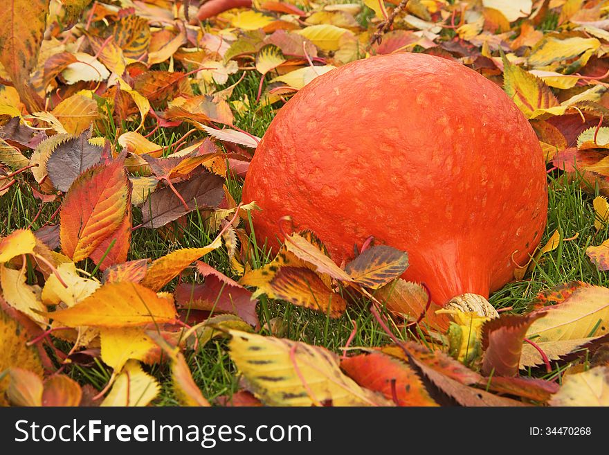 Orange pumpkin lying on the grass on the fallen colorful leaves. Orange pumpkin lying on the grass on the fallen colorful leaves.