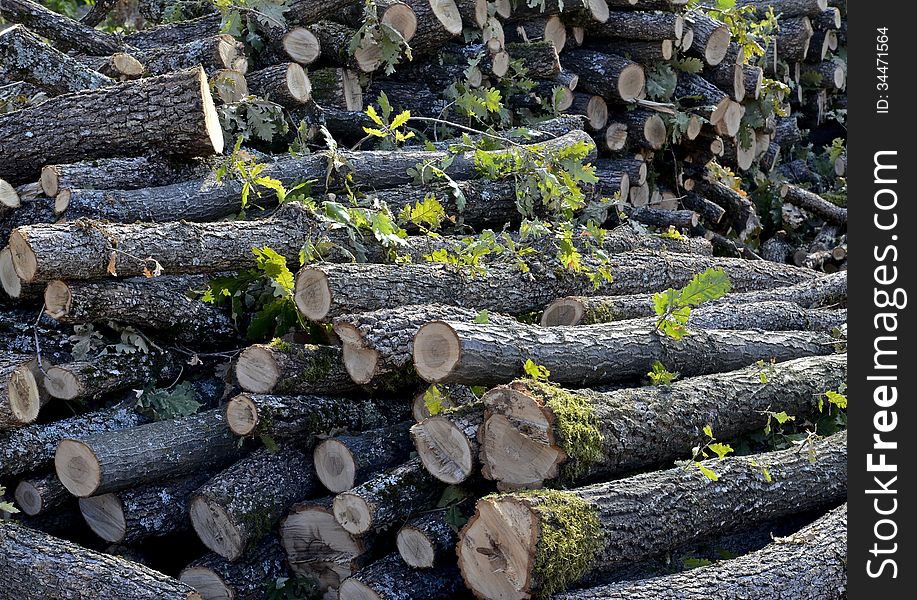 Chopped oak trees for domestic fire, heating. Danger of deforestation. Chopped oak trees for domestic fire, heating. Danger of deforestation