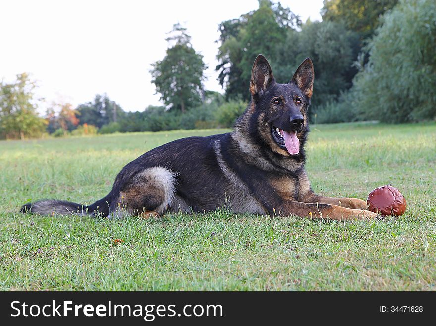 German shepherd dog lying with ball on the lawn. Horizontally.