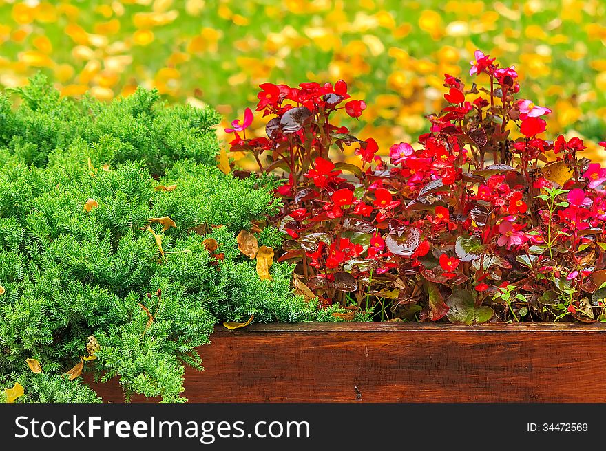 Small decorative red flowers and conifer in a wooden box wet from the rain on a background of yellow fallen leaves in a green grass. Small decorative red flowers and conifer in a wooden box wet from the rain on a background of yellow fallen leaves in a green grass