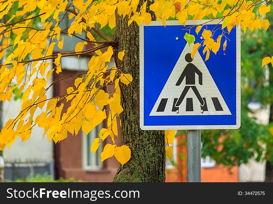 Element of the urban landscape. road sign - crosswalk in the yellow leaves of a nearby tree. Element of the urban landscape. road sign - crosswalk in the yellow leaves of a nearby tree