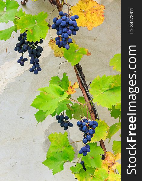 Fine sweet grapes in leaves on a wall background