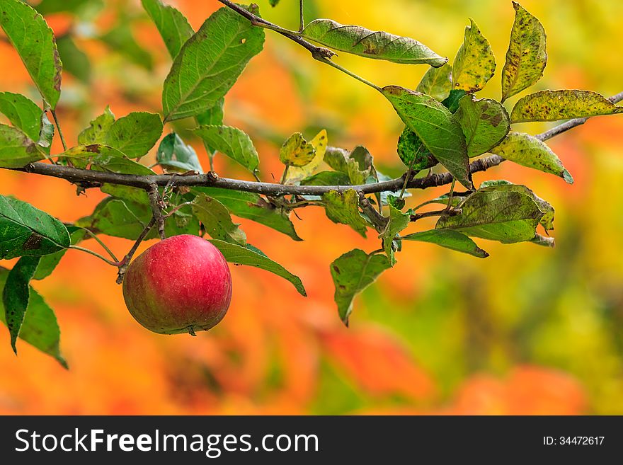 Red ripe apple hanging on a branch on a autumn leaves background. Red ripe apple hanging on a branch on a autumn leaves background