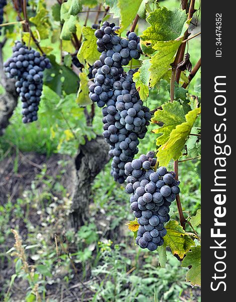 Grapes On The Vine