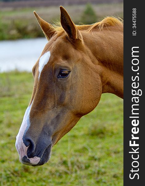 Horse is the most graceful animal on Earth. Filming took place in Kimry district of Tver Oblast, Russia. Horse is the most graceful animal on Earth. Filming took place in Kimry district of Tver Oblast, Russia