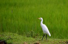 White Egret Royalty Free Stock Images White Egret Royalty Free Stock Images