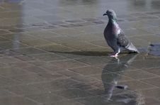Colorful Pigeon With Water Reflection Stock Photography Colorful Pigeon With Water Reflection Stock Photography