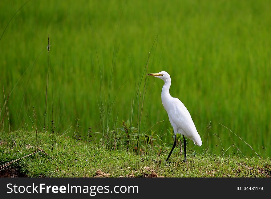 Egret on a paddy field. Egret on a paddy field