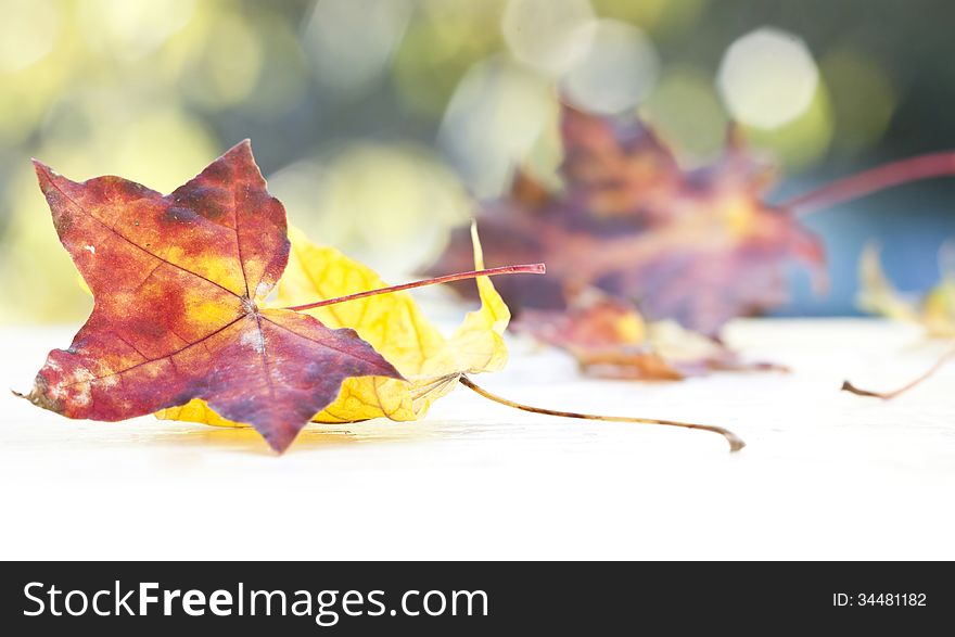 Colorful background of autumn leaves. Colorful background of autumn leaves