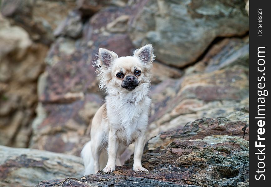 A cute chihuahua on the rocks.