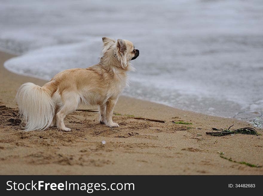 A cute and fluffy chihuahua standing by the water at the beach looking at something in the distance. A cute and fluffy chihuahua standing by the water at the beach looking at something in the distance.