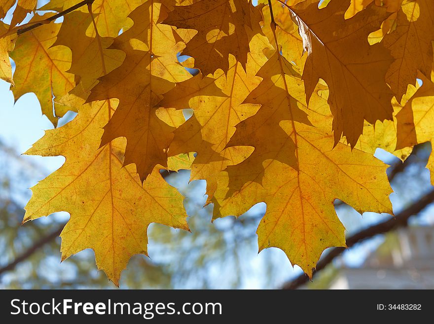 Colourful Leaves Of Oak Tree In Autumn