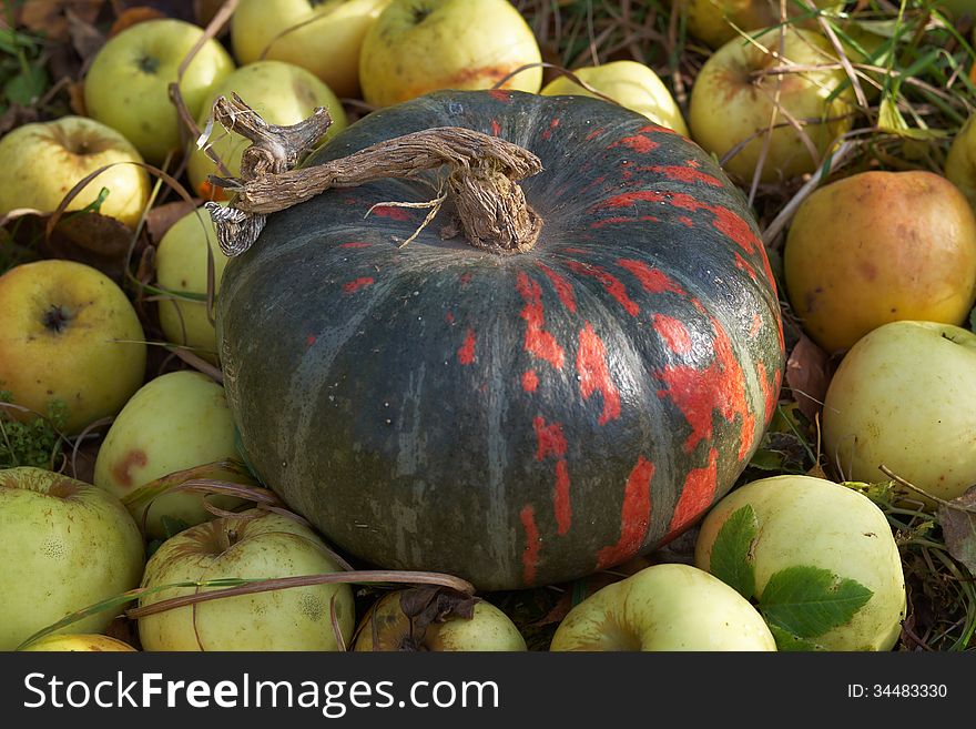 Red-green pumpkin and green apples on the grass in the autumn garden. Red-green pumpkin and green apples on the grass in the autumn garden