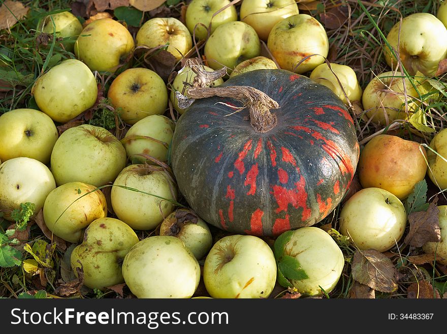 Red-green pumpkin and green apples on the grass in autumn garden. Red-green pumpkin and green apples on the grass in autumn garden