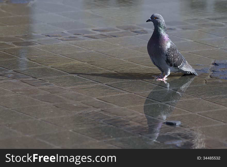 Colorful pigeon with its water reflection standing on cubic asphalt. Colorful pigeon with its water reflection standing on cubic asphalt