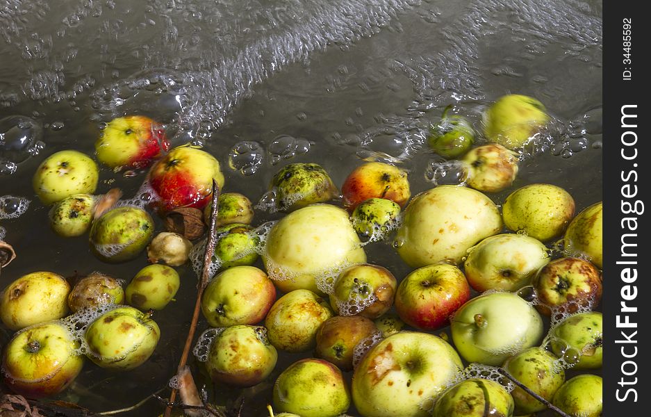 Colorful apples floating on water with bubbles