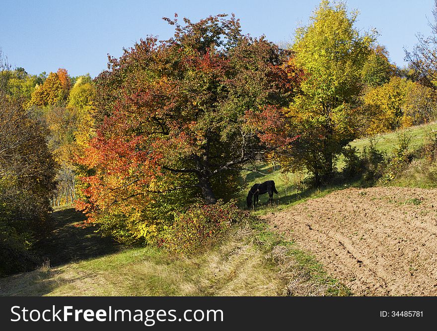 Horse silhouette in a fall landscape