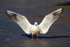 Sea Gull Stock Photos