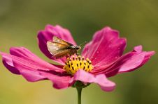 Butterfly On The Flower Stock Photos Butterfly On The Flower Stock Photos