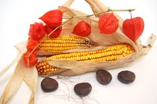 Detail Corn And Chestnut Stock Images Detail Corn And Chestnut Stock Images