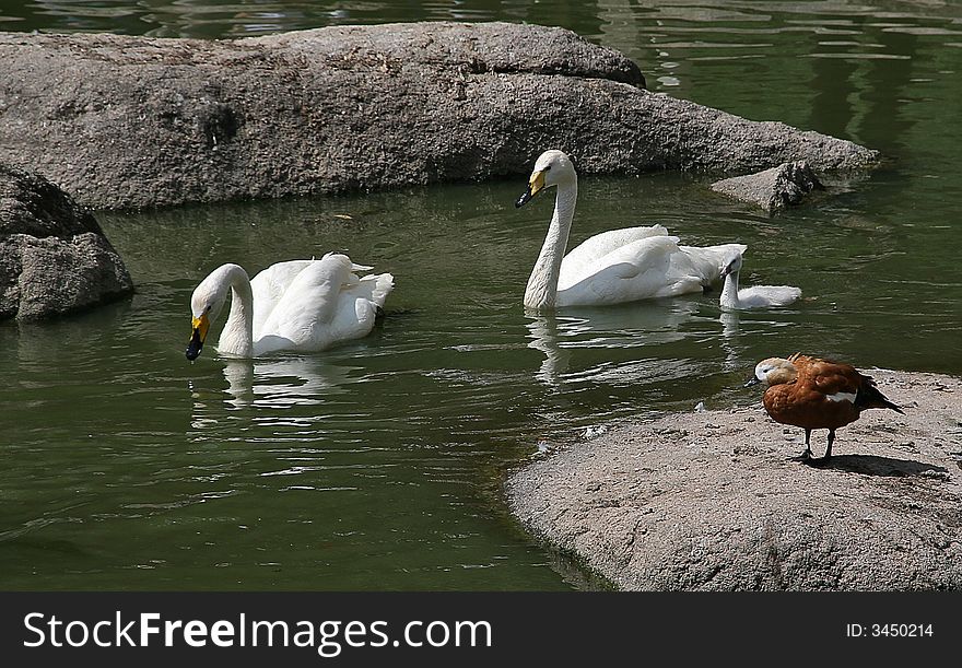 A family of swans in a lake