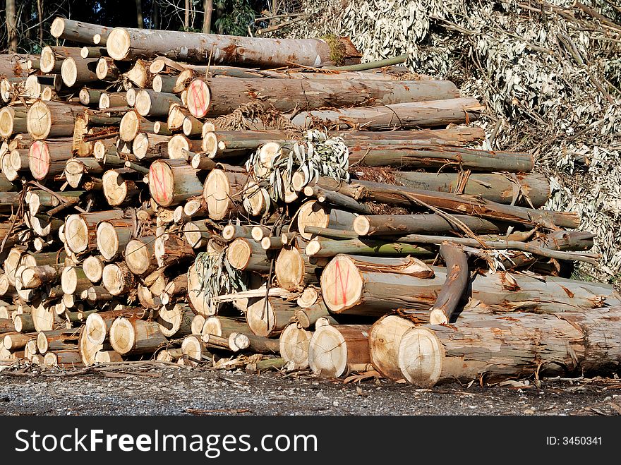 A big woodpile in warm sunlight