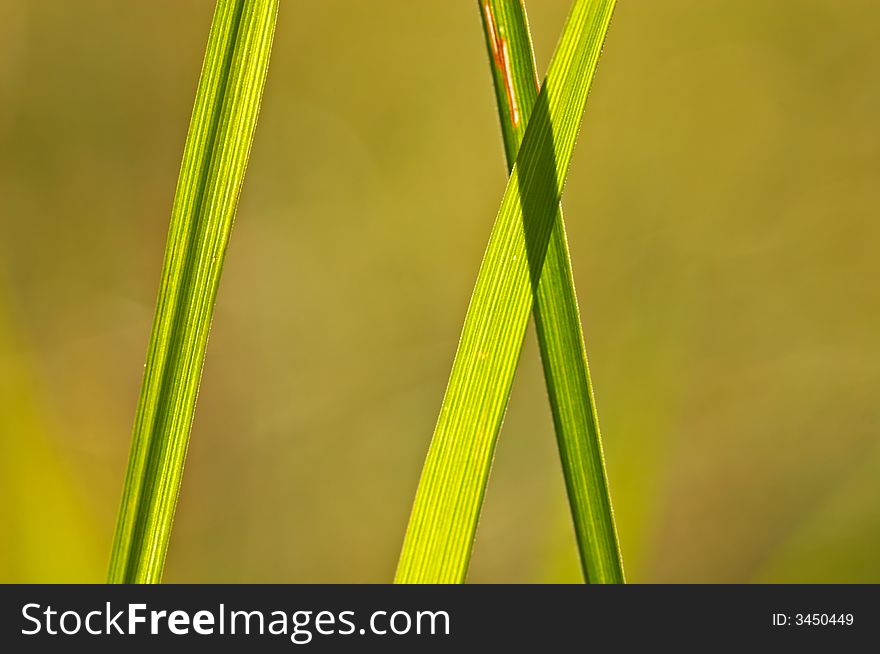 Closeup of a green grass