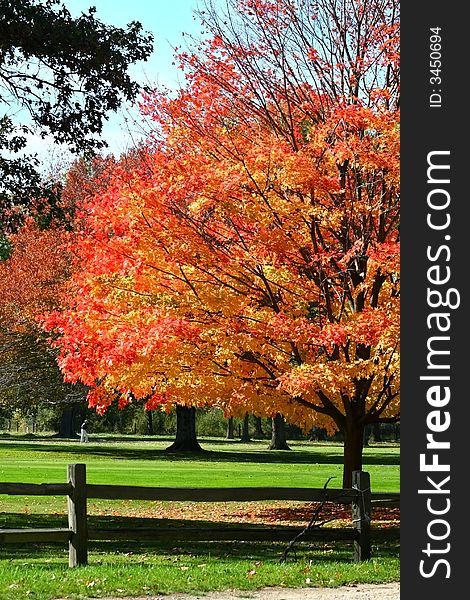 Autumn trees in a park during autumn time. Autumn trees in a park during autumn time