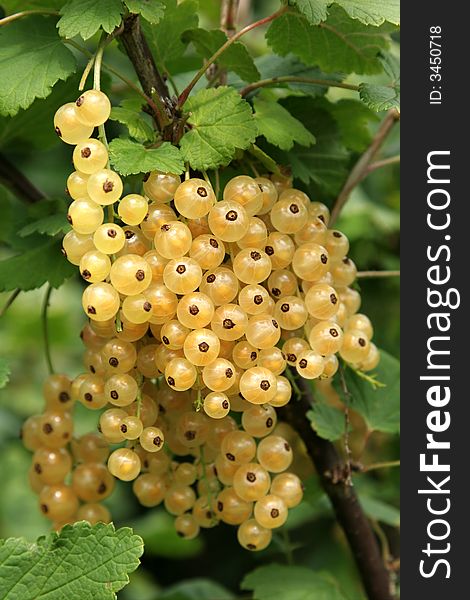 Bunch of white currants on a bush in summer. Bunch of white currants on a bush in summer.