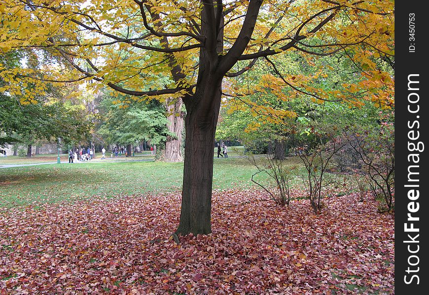 Leaf tree in a park, autumn scenery. Leaf tree in a park, autumn scenery