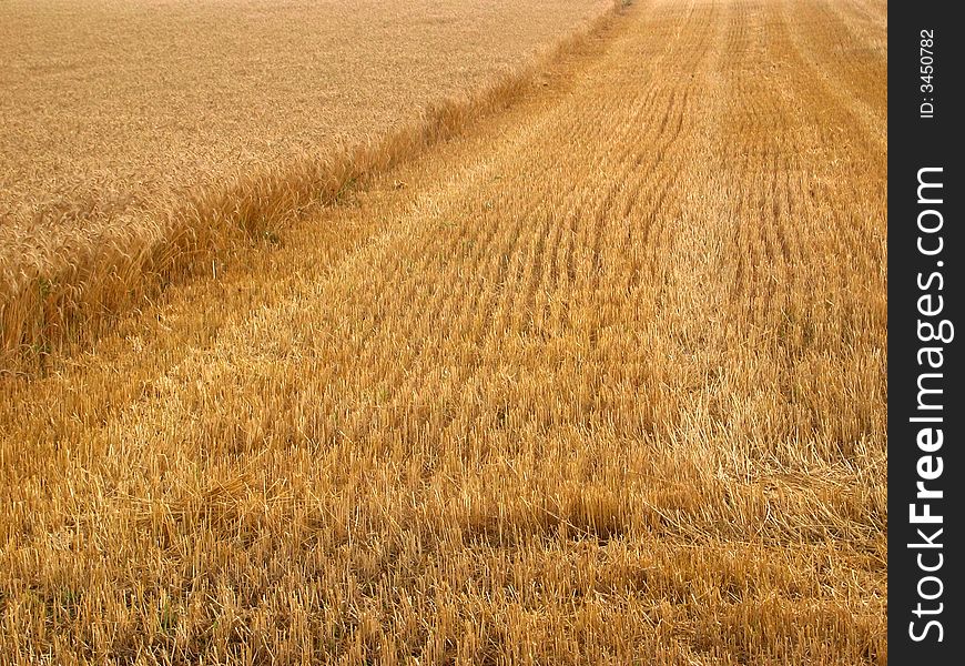 Summer wheat field in Austria