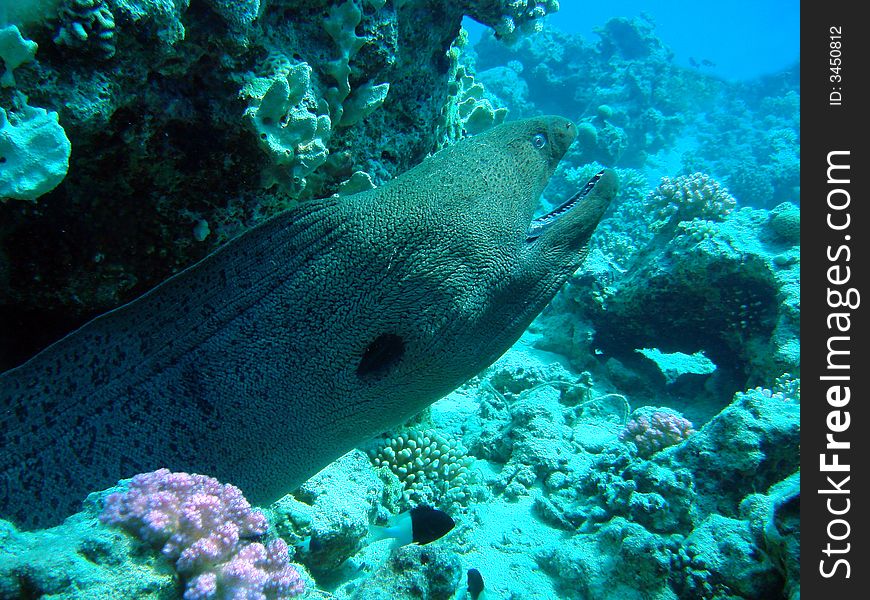 Slender Giant Moray Eel (Strophidon sathete) guarding his cave in the Red Sea in Egypt