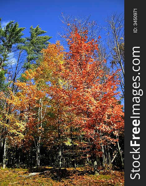 Maple forest in glorious fall colors in michigan. Maple forest in glorious fall colors in michigan