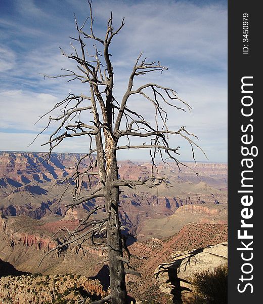 The picture of the tree taken from the viewpoint in Grand canyon NP. The picture of the tree taken from the viewpoint in Grand canyon NP