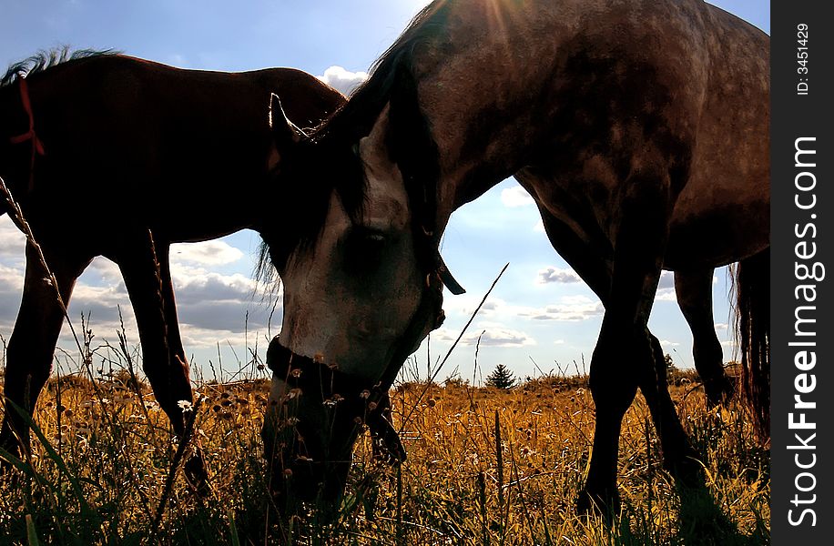 Close-up grassing horses.