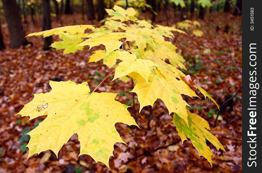 Yellow Leaves